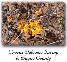 Crocus Welcome Spring to Wayne County (21K)