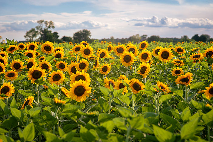 Photo: Field of Sunflowers