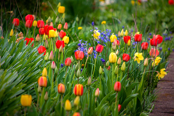 Photo: Spring Tulips