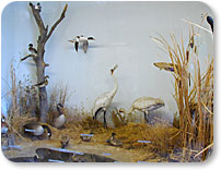 Marsh Bird Display