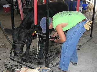 Young man trimming cow to prepare for the show ring.