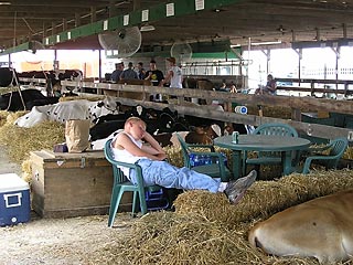 Boy sleeping in cow barn.