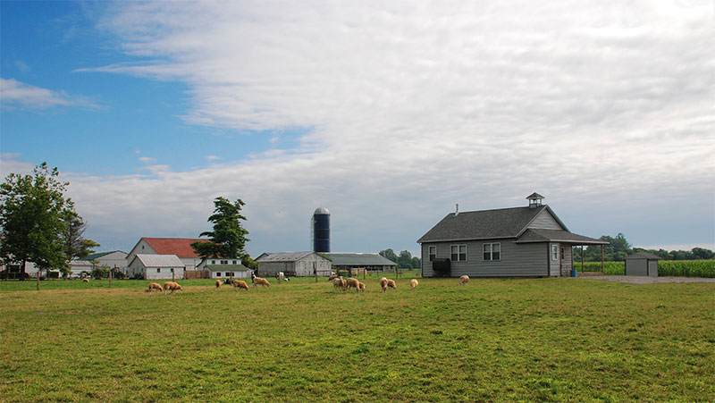 Amish school house with sheep.  Click to view on Flickr.
