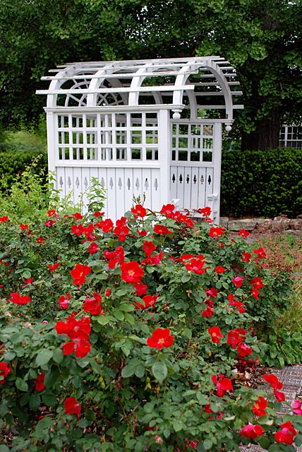 Red Shrub Roses in front of Arbor Seat